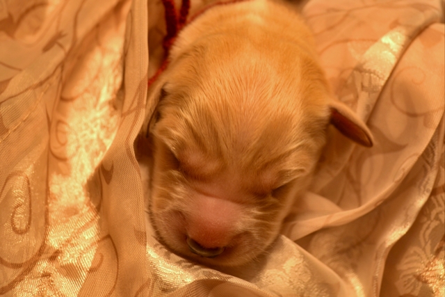 camelot house golden retrievers golden retrievers of golden retrievers of camelot house llc golden retrievers nc camelot house golden retrievers golden retrievers of golden retrievers of camelot house llc golden retrievers nc